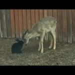Wild deer cleans a black bunny in the middle of a neighbourhood