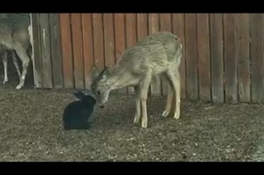 Wild deer cleans a black bunny in the middle of a neighbourhood