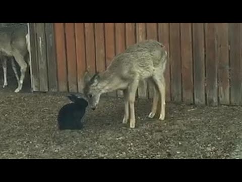 Wild deer cleans a black bunny in the middle of a neighbourhood