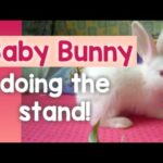 cute baby bunny responding to call and standing on its feet 🐰