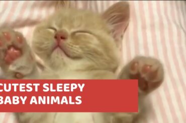 The Cutest Sleeping Baby Animals That Will Melt Your Heart