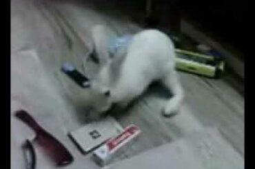 Rabbit playing with things