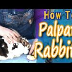 Palpating Pregnant Rabbits: How to Guide