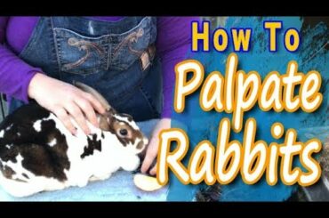 Palpating Pregnant Rabbits: How to Guide