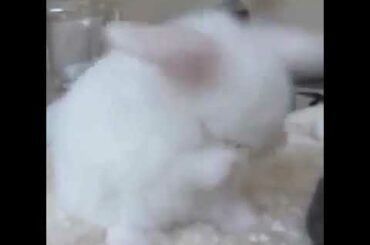 Cutest baby 🐇bunny