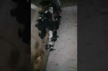 Colony System For Rabbits