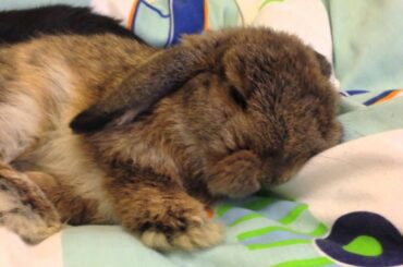 Baby bunnies relaxing on the bed (Warning: extremely cute!)