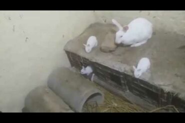 Colony Rabbit Farming White Red Eyes Domestic Rabbits, Colony System