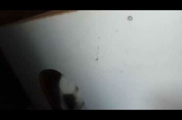 My cute white rabbit😝