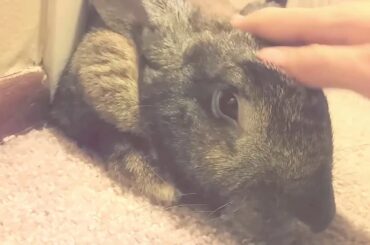 Goob the Baby Flemish Giant Rabbit Gets Pets