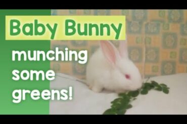 baby bunny chillin' while munching on a heart-shaped 💚 leaf