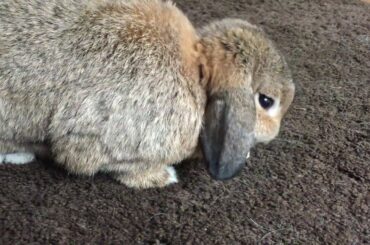 Cute mini lop rabbits enjoying life