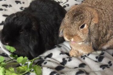 Bunnies love coriander