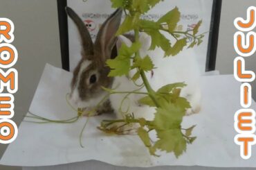 Rabbit eating vine leaf ASMR & #rabbit #bunny #pet