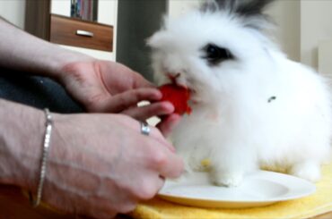 Rabbit Eating a Strawberry