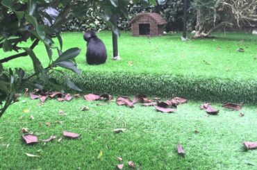 Mini lop bunnies playing in the garden! ☆