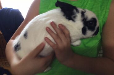 The cutest bunny ever (and his name was BARRY!)