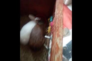 Bunny rabbits eating today (2)