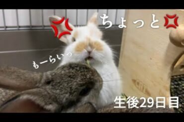 🐰何度もチモシーを横取りされてしまう子うさぎ！ホーランドロップ 生後29日目！