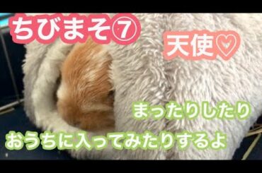 【ちびまそ⑦】お家に入ってみたり、まったりするよ【 Cute baby rabbit.】