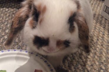 xX ASMR Rabbit Eating Xx