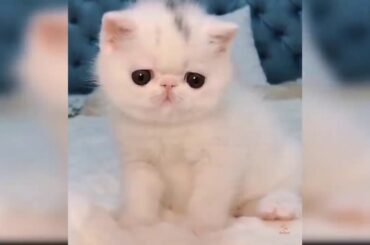 ❤Baby Cats- Cute And Funny Animals ❤