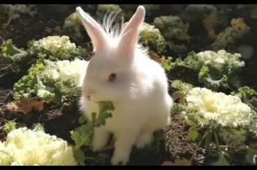 Conejito quiere arrasar la cosecha y comerse las coliflores! Funny Rabbit, Cute Bunny