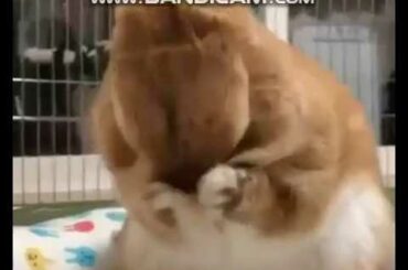 My little Cute Rabbit