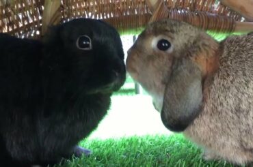 Cute mini lop bunnies enjoying spring ✿