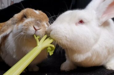 2 bunnies 1 celery stick