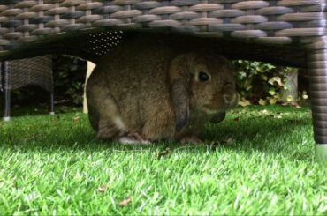 Cute bunnies hiding in the shade on a sunny day