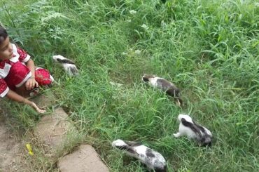 Little Kid Playing With Rabbit - N