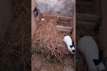 Californian Female Rabbit Preparing For Delivery Part 2