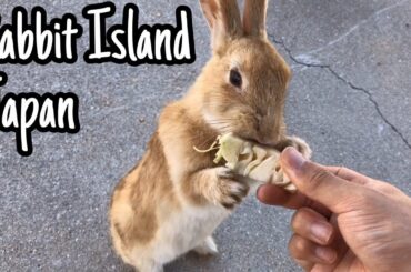 [ASMR]Cute rabbit eating cabbage  | Rabbit Island in Japan（大久野島/うさぎ島）