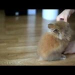 AMAZING AND CUTE BABY BUNNY KNOWS TRICKS