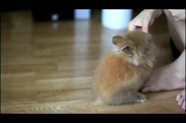AMAZING AND CUTE BABY BUNNY KNOWS TRICKS