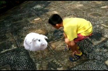 Kelinci Lucu Banget Bikin Ngakak