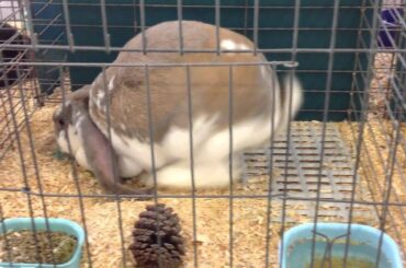 EVEN MORE CUTE BUNNIES!!!!