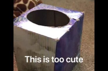 Baby Bunnies play Peek-A-boo!