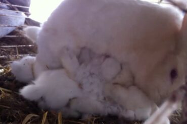 Hungry Baby Bunnies!!!