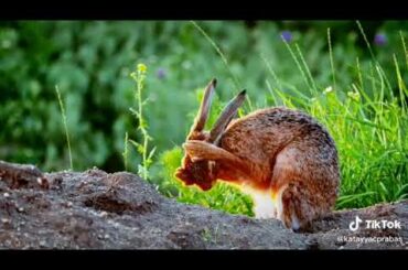 My cute rabbit on morning