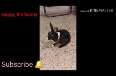 Cute bunny happy