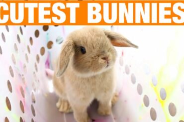 Cute Bunny Compilation 🐰