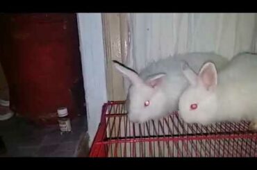 Giant Angora Rabbit Bunnies White Top Quality