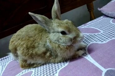 Cute bunny afraid of making vedio😀😀