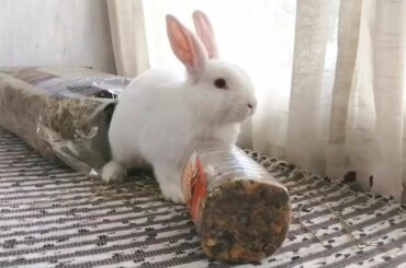 Conejito, Accidente comiendo! Funny Bunny.