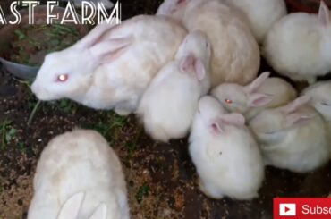 Rabbit babies now one month old and running around in cage || Episode 7