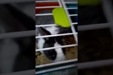 Awie bunny is too cute ❤