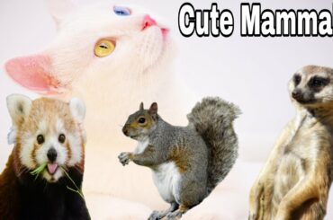 🔥Cute Animals Videos ⚡ Soo Cute Moments !