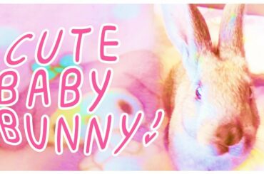 Baby Bunny Goob Playtime 7 Weeks Old